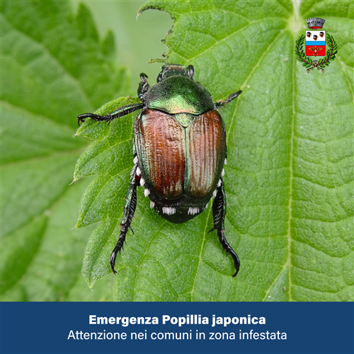 Emergenza Popillia japonica: informazioni per i cittadini residenti nei comuni ricadenti in zona infestata.