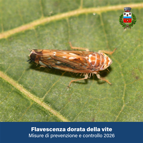 Flavescenza dorata della vite